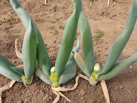 ✨【訳あり】下仁田ネギ（ネギ坊主摘み取り）詰め合わせ約1kg（7〜12本、サイズ混合）農薬・化成肥料不使用✨