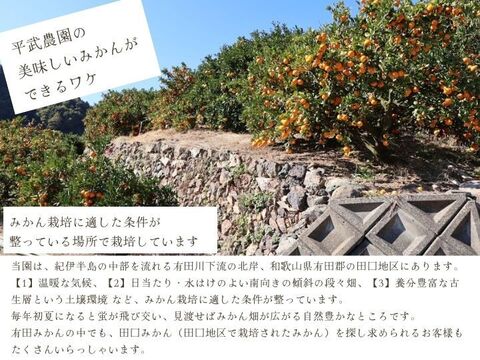 【冬ギフト】農家直送！有田みかん2kg≪Lサイズ 秀品≫【平武農園】～蛍飛ぶ町から旬の便り～　和歌山｜有田｜田口｜ギフト｜こだわり　産地直送　お取り寄せ