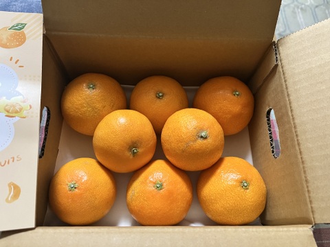 《豊作割引》【家庭用】まどんな 2kg みんなトリコになる“”プルプル“”新食感♡高級柑橘♫愛媛みかん！【冬ギフト】