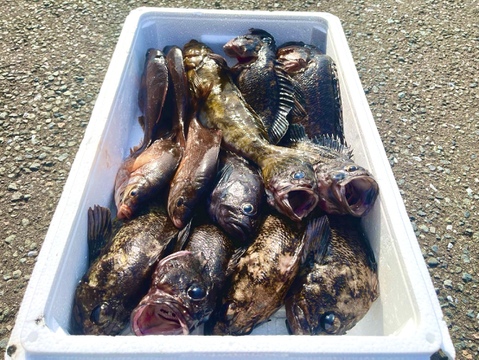 高級魚鮮魚ボックス❗️5kg サービス増量あり❗️青森県津軽海峡産❗️