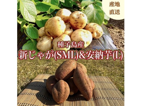 【期間限定】種子島産 新じゃが(S・M・L)＆熟成安納芋(Lサイズ)｜合計 20kg 旬の味わいセット🍠🥔