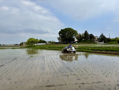 水輪のまちのお米【令和7年新米】ミルキークイーン玄米30kgキロ