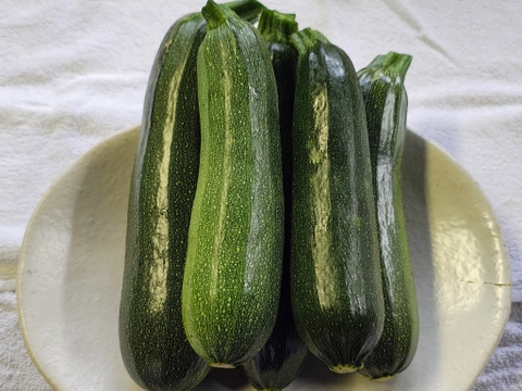 【栽培期間中　農薬不使用】クセがないのに、クセになる！肉厚ズッキーニ　緑（60サイズの箱にはいるだけ！）