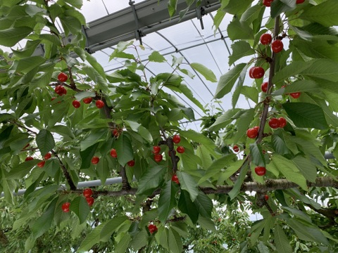 【訳あり】ご家庭用‼︎数量限定‼︎コスパ抜群‼︎1kg‼︎お買い得‼︎東根産佐藤錦