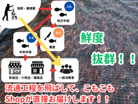 養殖ブリ1尾入り(神経締め付！)