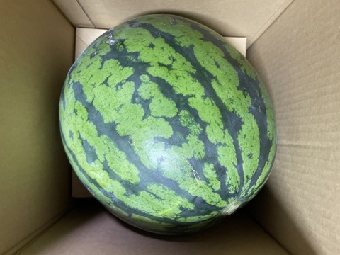 【今季終了間近！】絶品のシャリあま。鳥取・北栄町の名産スイカ 10kg1玉