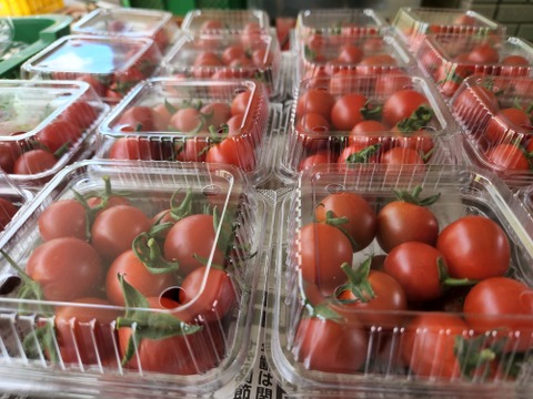 【少量サイズ♪】信州夏野菜セット10品目 お試しにも！