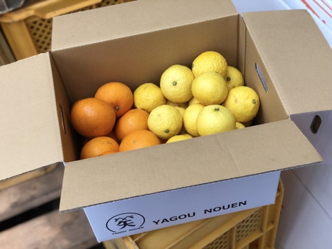 【初回限定BOX】数量限定！「ゴールデンオレンジ（黄金柑）」と「清見オレンジ」の食べ比べセット 3kg