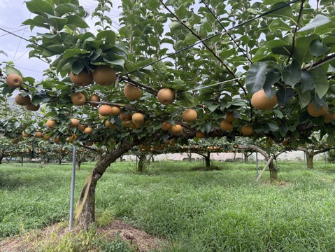 酸味と甘みが最高豊水梨栃木県産3㎏（6－9玉）