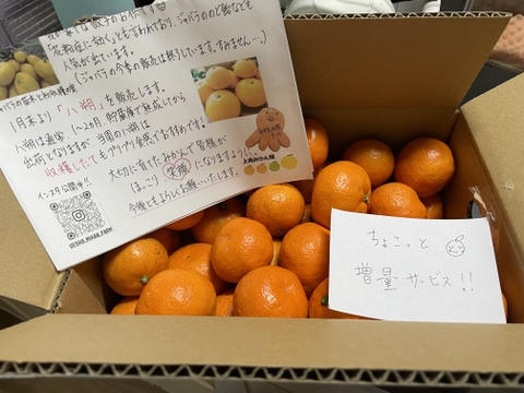 有田みかん【小粒小玉】2kg（箱込）