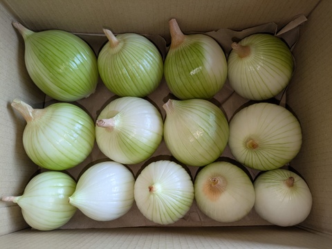 【玄海丸】皮むき玉ねぎ　福岡産　4kg
