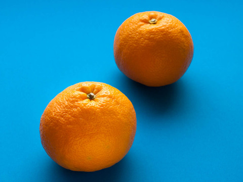 【柑橘食べ比べセット】約10㎏ 柑橘3種以上の詰め合わせ