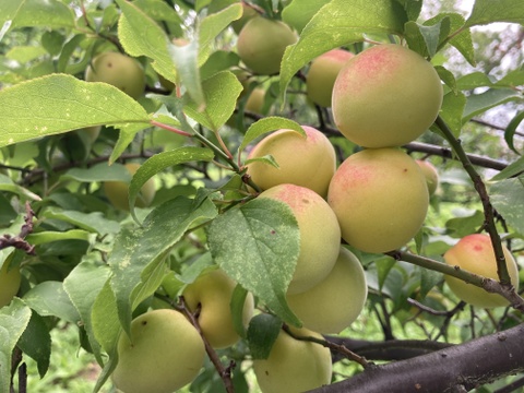 自然農法で大事に育てた熟梅（2kg）追熟させて梅干しなどにどうぞ