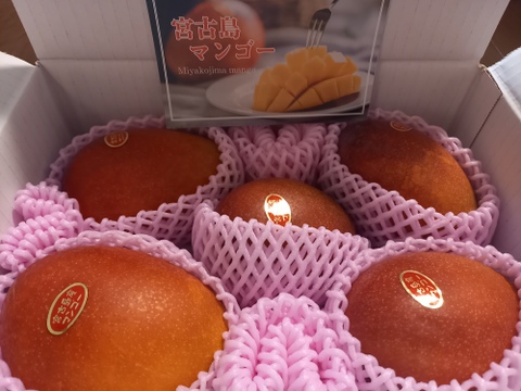 沖縄宮古島産完熟マンゴー　家庭用2+4kg 送料・クール便込 家庭用】宮古島産完熟マンゴー2㎏(4～6玉)：沖縄県産のその他
