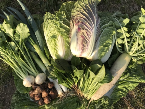 寿様専用】：京都府産の野菜セット｜食べチョク｜産地直送(産直)お