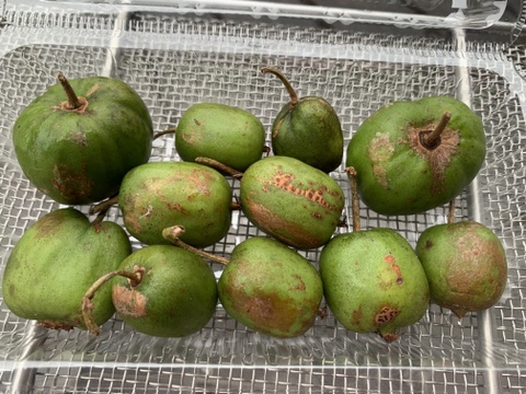 濃厚！甘酸っぱ～い『ベビーキウイ』家庭用 140g