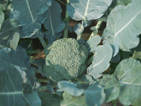 朝採れ直送！毎日食べたくなるブロッコリー　12個入り　//先行予約/2026年6月上旬より発送//