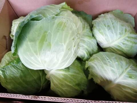 ひぐらし農場のイチオシ野菜！柔らかくあまーいキャベツ！100サイズに入るだけ!（10kg以内）【なべくら高原産】