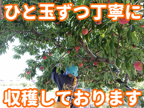 【福島の桃】品種おまかせ　小箱6〜10玉（約２kg）【ギフト・贈答用に】7月30日頃〜8月20日頃まで販売