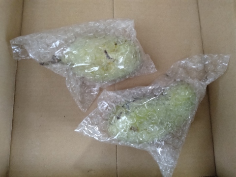 【幻のフルーツ☆森のカスタード】ポポー1.5Kg（約１０個）以上をお届け【クール便】