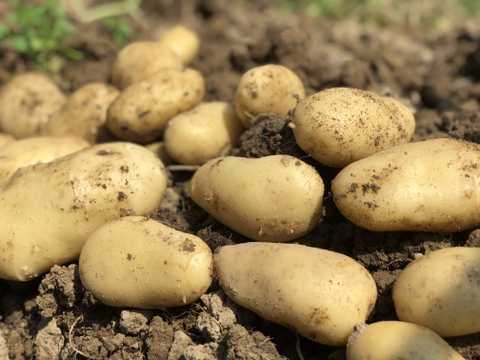 新じゃが【メークイン】除草剤不使用、農薬節減栽培@鹿児島県産