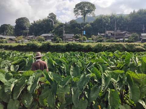 【有機JAS認証京海老芋2㌔】毎年大好評！24年産海老芋の販売スタートです！お待たせしました！トロトロ、ほっくり！初めての食感！ 最高級をたっぷりお得に！