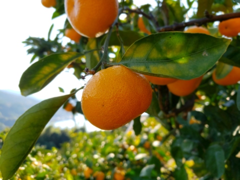 ゲリラみかんと種なしレモン同梱セット　別々より送料お得　みかん箱込約10㌔　レモン箱込約1㌔