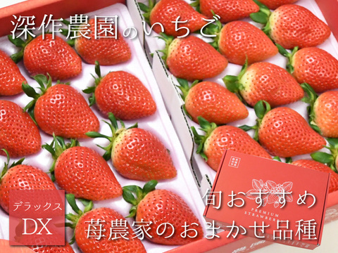 茨城いちごグランプリ3年連続受賞！　いちご農家おすすめの旬のいちご【デラックス】オリジナルブランド苺（いちご・イチゴ）
