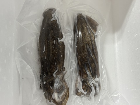 【松島産】アオリイカ（冷凍）