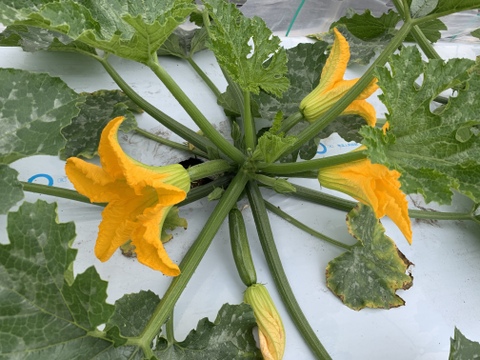 原木椎茸２袋、ズッキーニ4本、花ズッキーニ15本‼️3点セット❗️