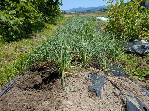 博多のシャキシャキらっきょう　1kg　福岡県産