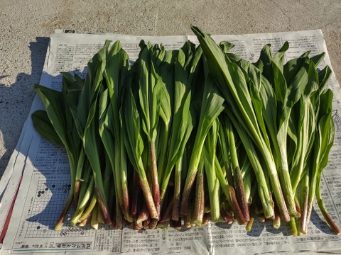 【2026年予約受付中】行者にんにく花蕾1kg　　90°に曲がった最高の状態を出荷します　幻の山菜