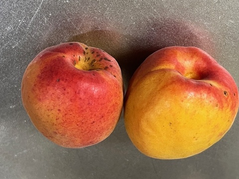 自然栽培の杏（あんず）生食・加工用3kg（品種ハーコット）大小混合【６月１８日発送限定】