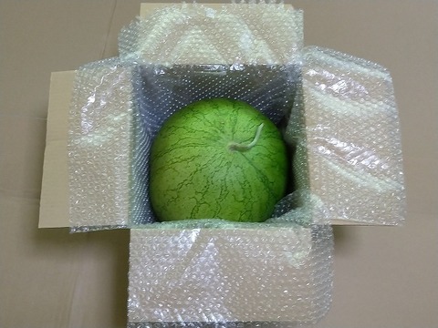 【復刻！】旭大和西瓜 Mサイズ