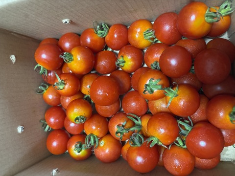 北海道産！自然栽培！ゼリーたっぷり！トマト！シンディースイート！３kg