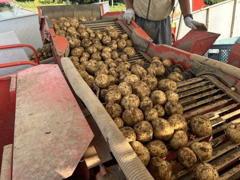 《北海道生まれ♩》きたかむいL.2Lサイズ10kg