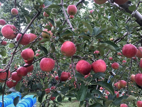 青森りんご　未希ライフ　贈答用　約3キロ　しっかりとした食感で、玄人好みの夏りんご