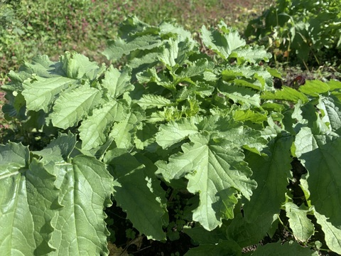 奥出雲産自然栽培源助だいこん(1kg)