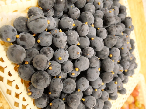 ゴールデンシャインマスカット&BKシードレス