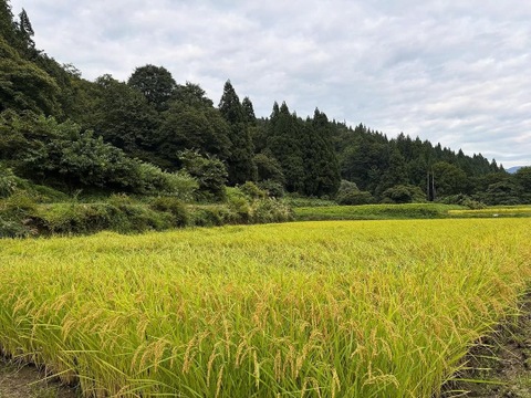 玄米  魚沼産コシヒカリ 10㎏  令和7年産  魚沼市産