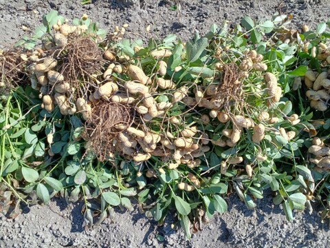 煎りピーナツ用！大きな☆落花生！1ｋ～農薬/化学肥料・不使用