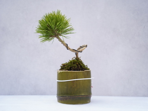 ミニ盆栽【黒松✖️竹器】高さ24cm × 横16cm