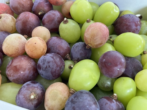 MIX 粒 1.5kg（シャインマスカット入）：山形県産のシャイン