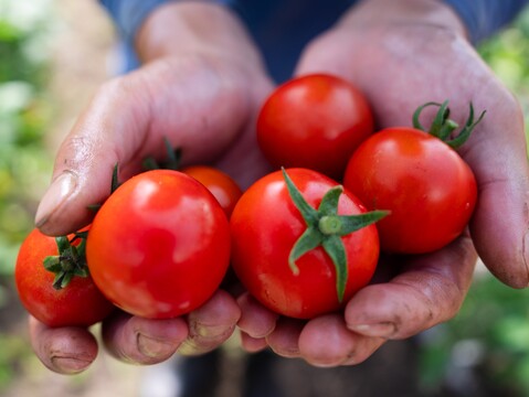 【2種食べ比べ】北海道壮瞥町産 中玉トマト ラビットゴッホ＆スイート 約1.6kg