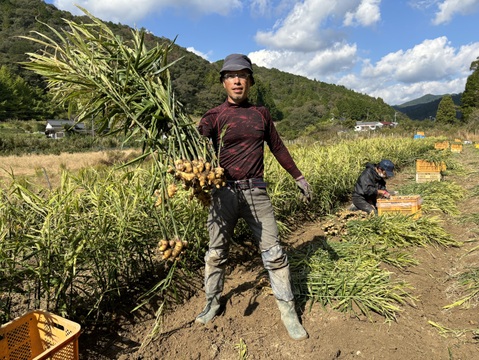 R7【四万十町産】R7.10月収穫3㎏（洗い生姜、土佐一生姜）