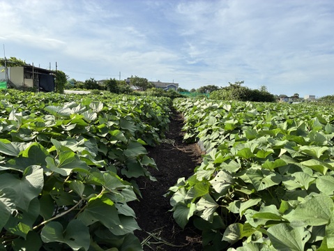 白いさつまいも！希少新品種きみまろこ2㎏