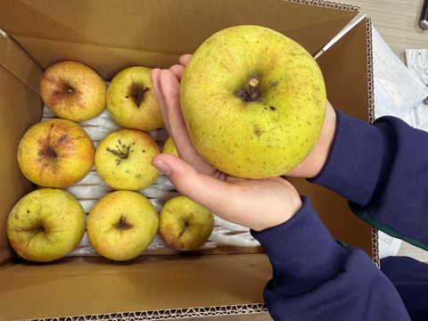 甘くてジューシーりんご　訳あり３kg