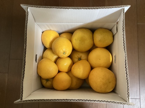 ジュース用10kg】夏文旦 濃厚ジューシー！潮風を浴びた高知県育ちの夏