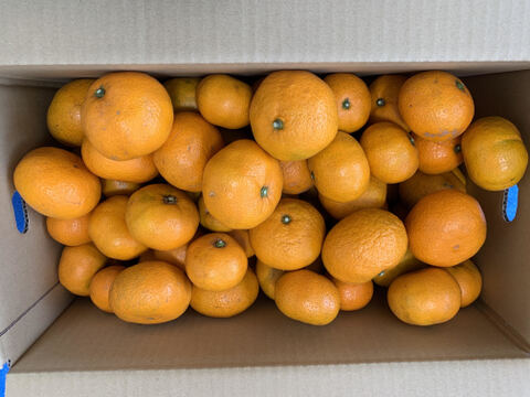 【最安値10Kg！】健康志向の方は是非！食べてカラダで感じる自然栽培のみかん