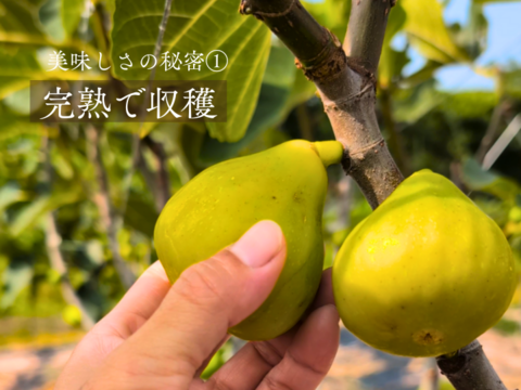 〈メール便〉静岡産 無添加・蜜しっとり国産ドライいちじく20ｇ×3パック　砂糖不使用　静岡県牧之原産　国産　セミドライ　お試しサイズ　小分けタイプ